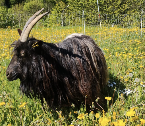 La capra che è stata sbranata