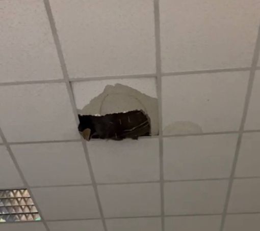 Crolla una porzione di soffitto ai licei di Mondovì [VIDEO]