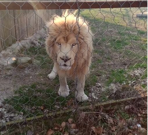 Domato in tempo l'incendio nei pressi del Parco Safari di Murazzano: salvi tutti gli animali