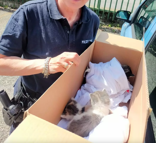 Quattro gattini appena nati abbandonati tra i capannoni dell'area industriale a Borgo San Dalmazzo