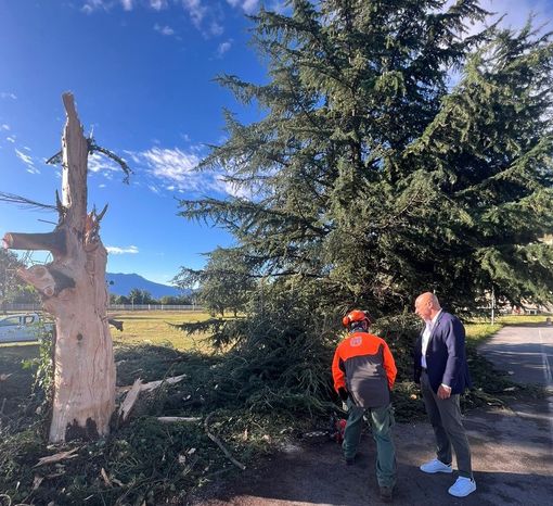 Temporale abbatte una pianta all'ospedale Carle: danni ad una cabina elettrica esterna Temporale abbatte una pianta all'ospedale Carle: danni ad una cabina elettrica esterna