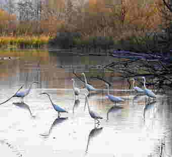 Passeggiata ecologica per i boschi di Cherasco Passeggiata ecologica per i boschi di Cherasco