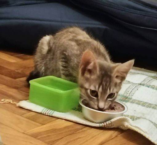Patty, tenerissima gattina, cerca urgentemente casa Patty, tenerissima gattina, cerca urgentemente casa