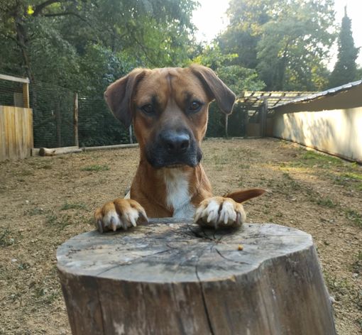 Boom di iscritti al corso di Gea dedicato agli animali, cambia la sede del primo incontro