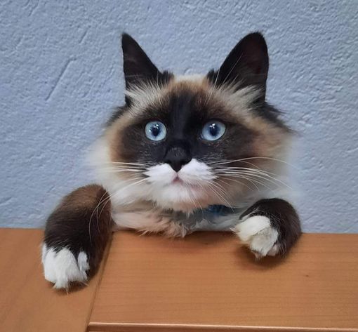 A Dronero si cerca Ice, siamese di poco più di un anno A Dronero si cerca Ice, siamese di poco più di un anno