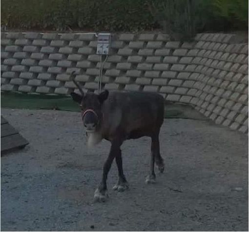 La renna in una foto pubblicata sulla pagina Facebook Sei di Alba se...