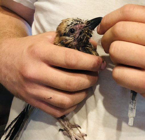 La ghiandaia ferita e soccorsa a San Defendente di Cervasca La ghiandaia ferita e soccorsa a San Defendente di Cervasca