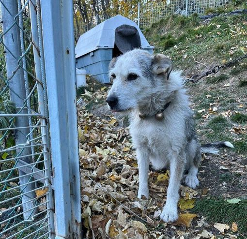 il cane Diana il cane Diana