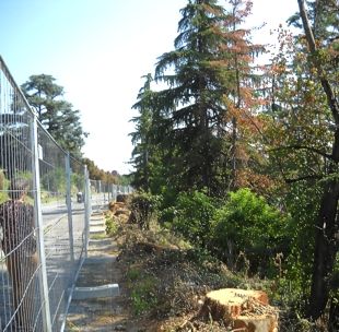 In corso l'abbatimento degli alberi nella salita delle Giuseppine: "Scempio ambientale, una sconfitta collettiva" In corso l'abbatimento degli alberi nella salita delle Giuseppine: "Scempio ambientale, una sconfitta collettiva"