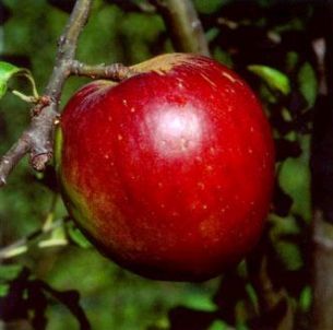 Frutta biologica per tre settimane alle mense degli ospedali di Ceva e Mondovì frutta