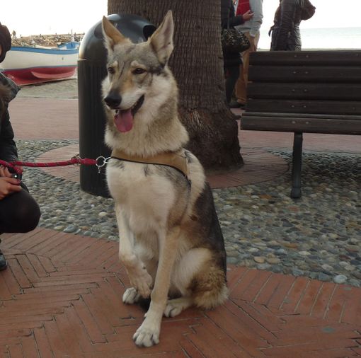 Cani: i segnali calmanti...questi sconosciuti Cani: i segnali calmanti...questi sconosciuti