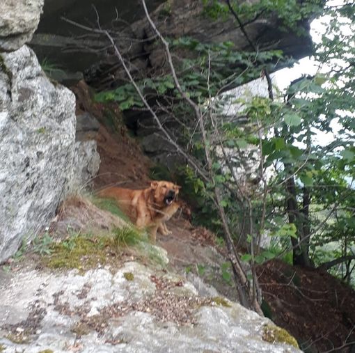 Nessun salvataggio dei tre cani a Gambasca: si sono liberati da soli