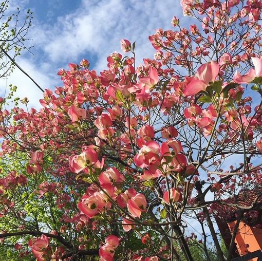 Commemorazione funebre di Luigi Nasi, il ricordo fi Giorgio Groppo