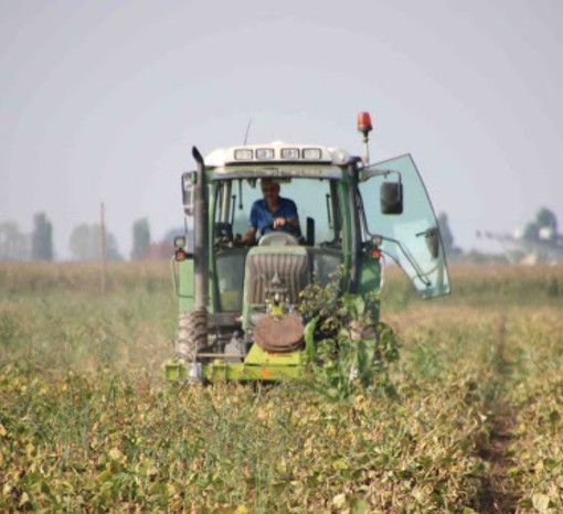 Clima pazzo e nuove sfide colpiscono l'agricoltura: -50% la produzione di nocciole, soffrono anche le viti