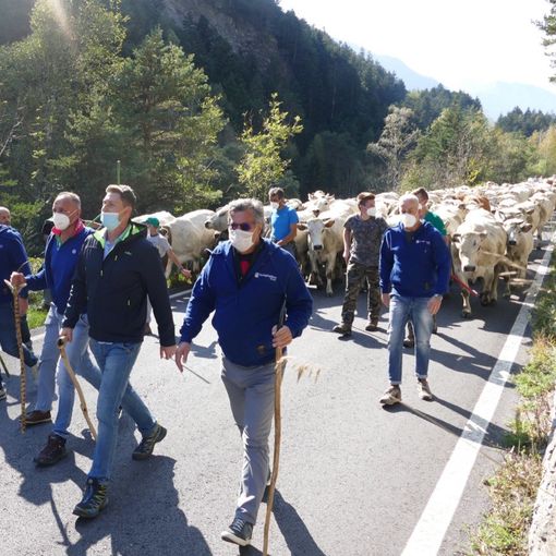 Rappresentanti di Confagricoltura Cuneo, autorità regionali e allevatori guidano la mandria durante una precedente edizione di “Caluma el vache”