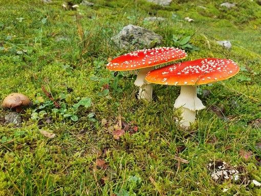 Con l'autunno (e la raccolta nei boschi) tornano i casi di intossicazione da funghi
