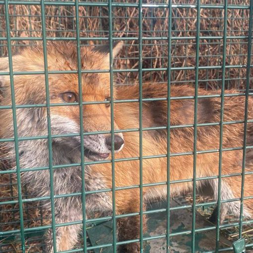 Una volpe tra le vie di Pianfei: l'animale è stato catturato, sta bene e sarà rimesso in natura