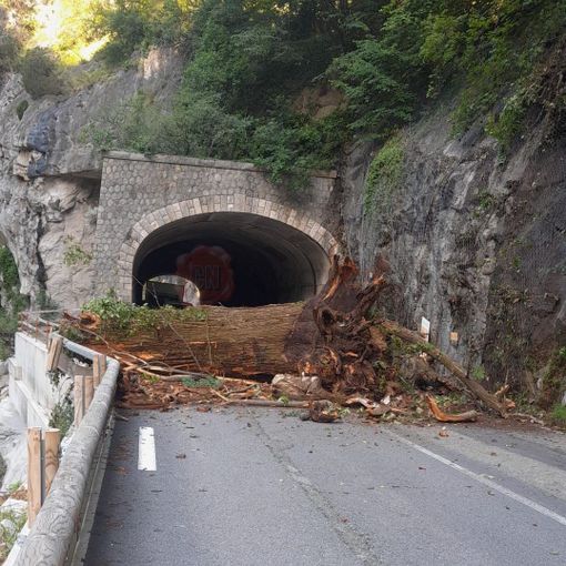 Un enorme albero cade sulla strada tra Fontan e St Dalmas de Tende: circolazione sospesa