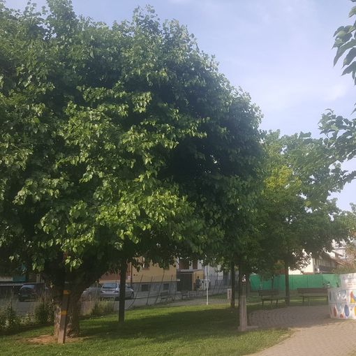 Il gelso che si staglia in piazza Falcone e Borsellino
