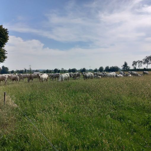 Razza Piemontese, consumi e strategie di mercato: a &quot;Meating&quot; l’analisi di Compral Carne