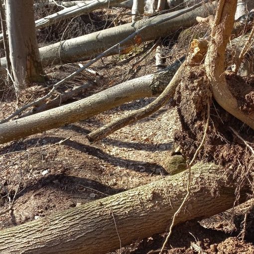 Alberi caduti sui sentieri turistici della valle Stura