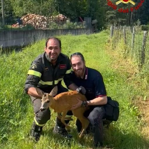 I Vigili del Fuoco Volontari di Garessio recuperano un capriolo rimasto bloccato in un recinto
