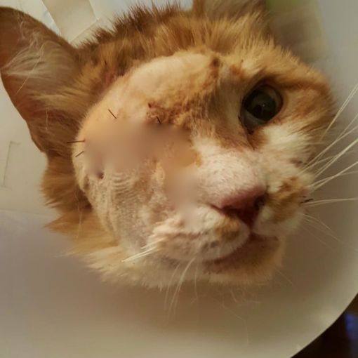 A Vignolo Giulio è tornato a casa senza un occhio e con una pallottola in testa