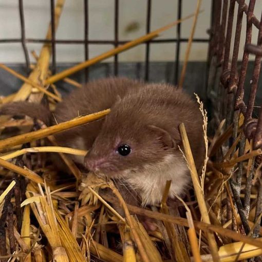 Il Centro Recupero Animali Selvatici di Bernezzo salva un cucciolo di donnola, non accadeva dal 2017
