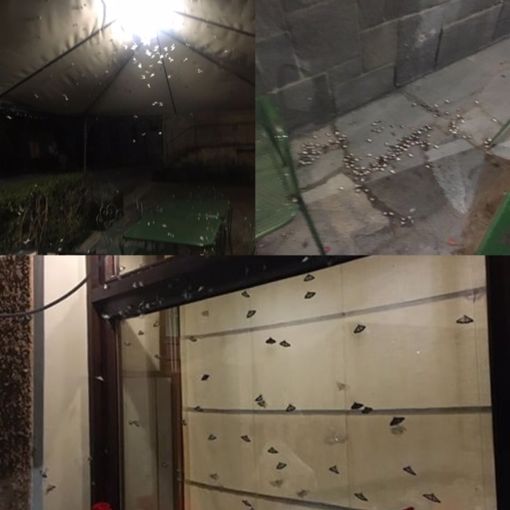 Invasione di farfalle in Valle Grana: è la piralide del bosso, che sta facendo strage di piante secolari Invasione di farfalle in Valle Grana: è la piralide del bosso, che sta facendo strage di piante secolari