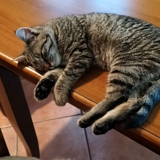 In frazione Beguda, a Borgo, Monica cerca la sua gattina Milù