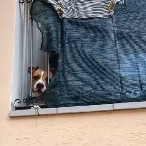 Il cane detenuto su un balcone di Borgo San Dalmazzo