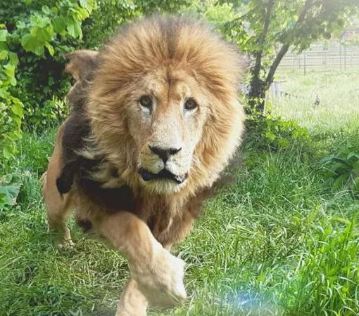 Murazzano, addio a Masai, leone del Parco Safari: aveva 22 anni
