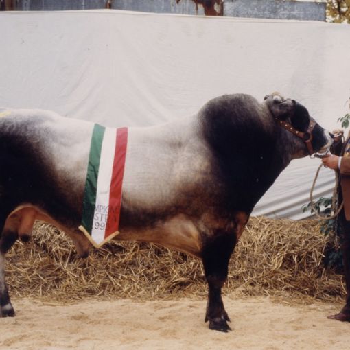 Pietro Quaglia