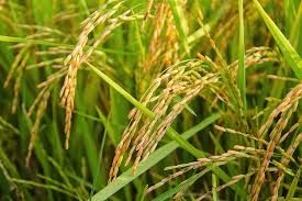Coldiretti Piemonte sul riso: &quot;Assurdo agevolare importazioni da Cambogia”