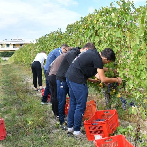 Ad Alba “si svigna”: tra i filari gli studenti dell’Enologica fanno da tutor ai detenuti