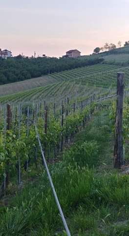 Cade il palo di una linea telefonica a Guarene: decine di famiglie senza servizio