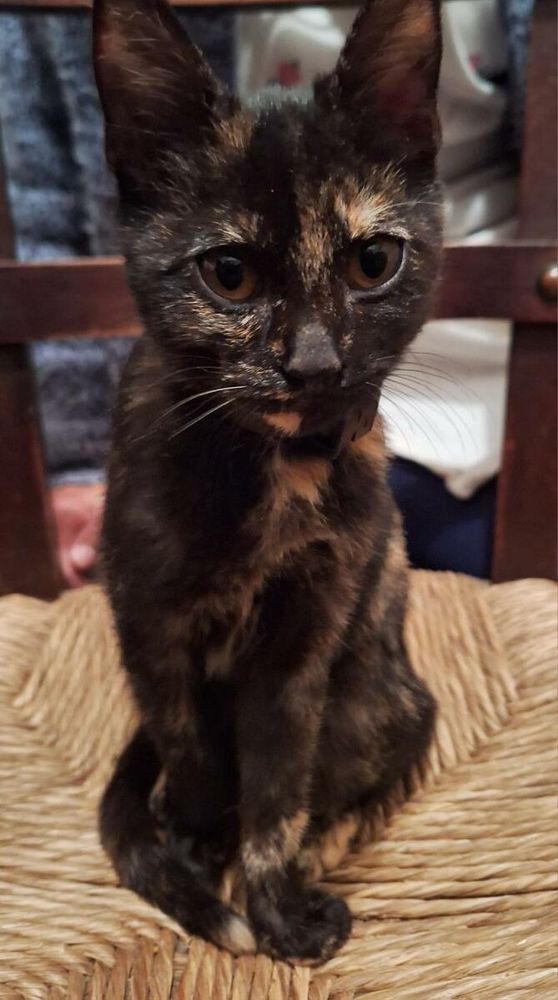 La gattina trovata a Revello sul viale