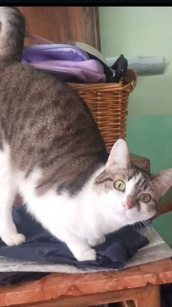 La gattina Mina La gattina Mina