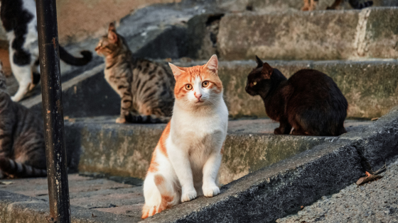 A Cherasco torna la “Merenda Sinoira” con La Casa di Romeo: una cena solidale per aiutare i gatti A Cherasco torna la “Merenda Sinoira” con La Casa di Romeo: una cena solidale per aiutare i gatti