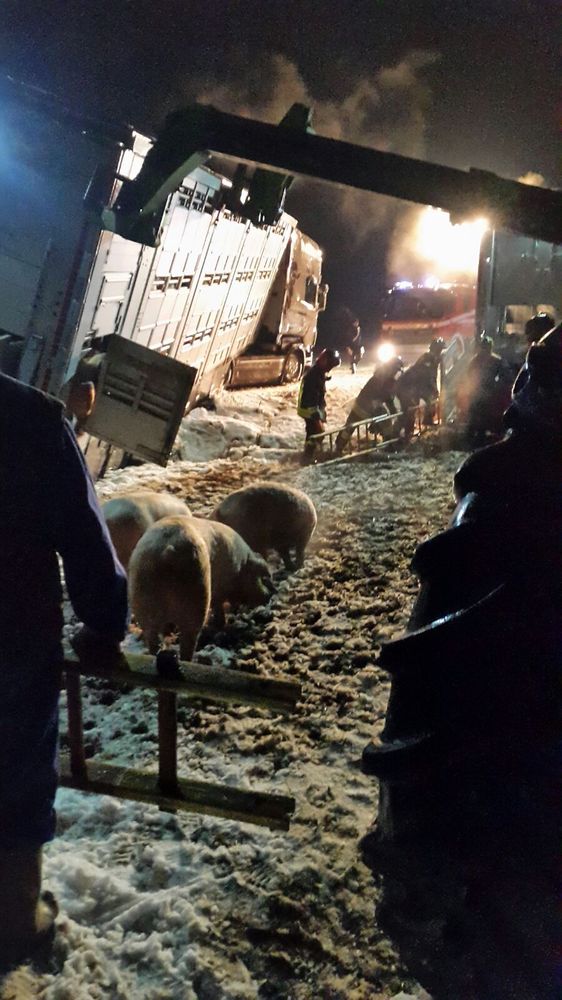Camion carico di maiali si ribalta a Vottignasco