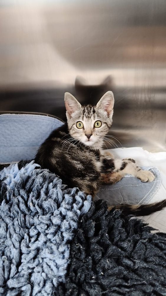 L’appello dal gattile di Alba per il piccolo Ken