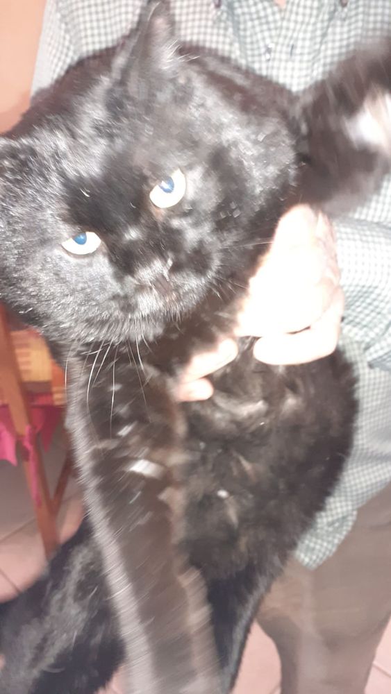 Max, il gatto che ieri si era smarrito a Fossano, è stato ritrovato