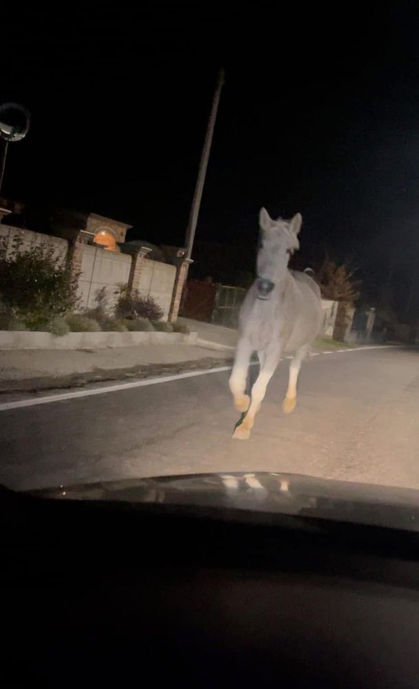 Paura a Busca per un cavallo imbizzarrito in mezzo alla strada Paura a Busca per un cavallo imbizzarrito in mezzo alla strada