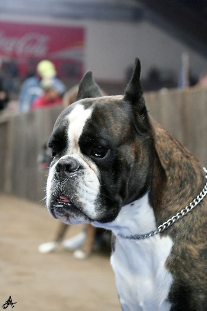 Mondovì: rinviata la rassegna cinofila di San Giovanni dei Govoni
