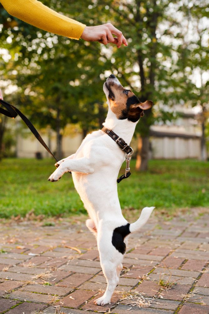 Artrite canina: sintomi, cause e strategie di gestione efficaci Artrite canina: sintomi, cause e strategie di gestione efficaci