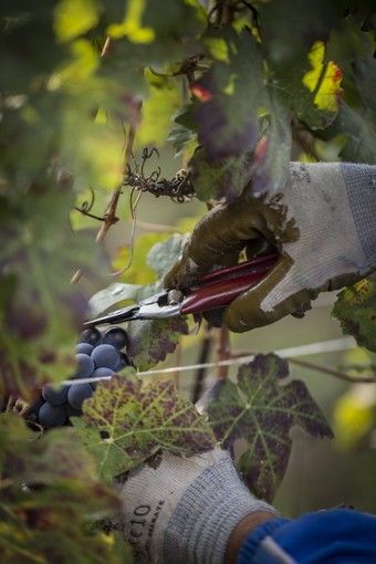 Sei lavoratori extracomunitari "in nero" per la vendemmia: cooperativa di Alba nei guai Sei lavoratori extracomunitari "in nero" per la vendemmia: cooperativa di Alba nei guai