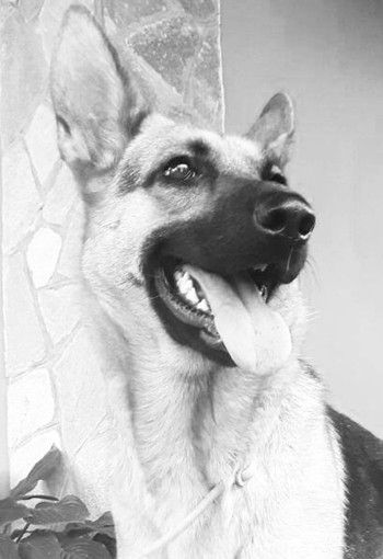 "Non sarebbe stato più sensato parlarne?": una lettrice difende Tea, il cane di Borgo San Dalmazzo minacciato perché abbaia troppo