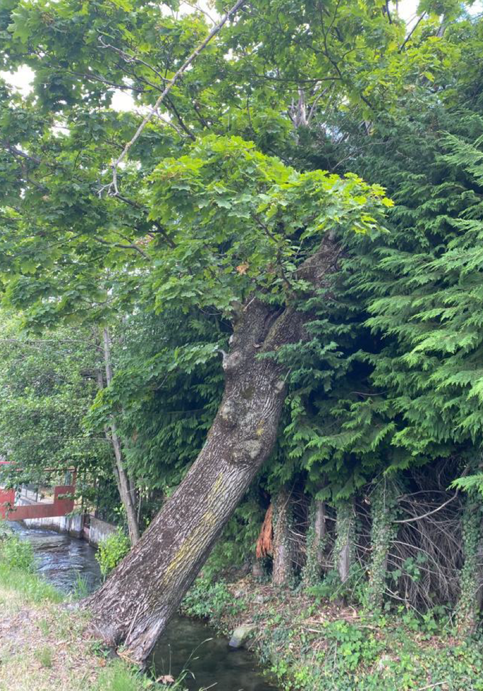 Cuneo, prosegue l’abbattimento di alberi malati Cuneo, prosegue l’abbattimento di alberi malati