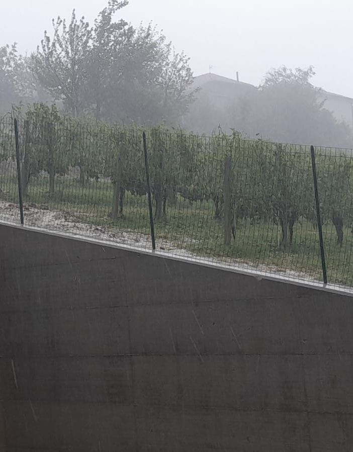 Vigneti colpiti dalla grandine nella zona di Treiso