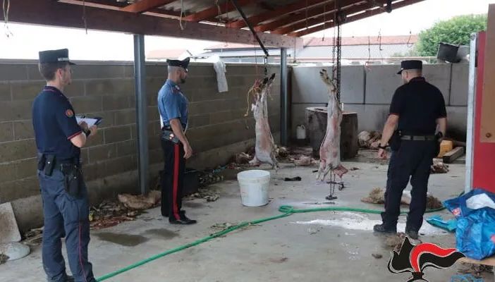 Il macello scoperto dai Carabinieri forestali
